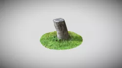 Tree Trunk