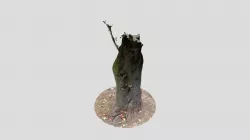 tree5