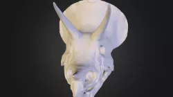 Triceratops