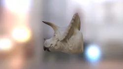 Triceratops
