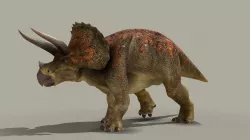 Triceratops Horridus