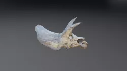 Triceratops skull