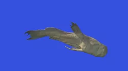 Trogloglanis Pattersoni (Toothless blindcat)