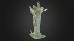 trunk