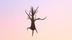 Trunk Texture Map 01