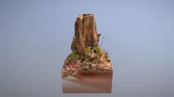 Trunk004