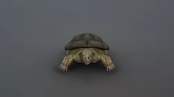Turtle