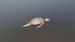 Turtle