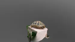 Turtle