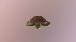 Turtle named Turtle