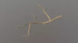 Twig