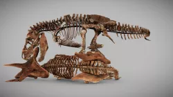 Tyrannosaurus Rex / Triceratops [SmithsonianDPO]