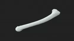 ulna (ulna) chicken