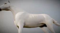 Unicorn