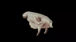 Urotherium antiquus