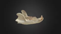 Ursus arctos, mandible