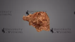 UW44050 - Pachycephalosauridae, Skull