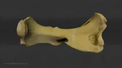 Vombatus Humerus