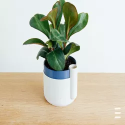 Self Watering Planter (Improved)