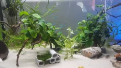 Shelter Home Cave for Fish Shrimp CPO & Moss Cultivation 