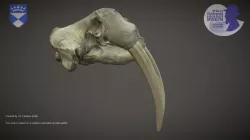 Walrus skull