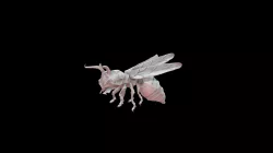 Wasp