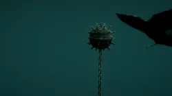 Whale