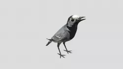 White wagtail