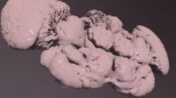 Whole Fly Brain