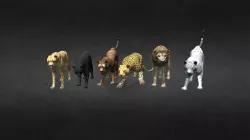 Wild African Cats