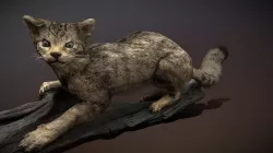 Wildcat