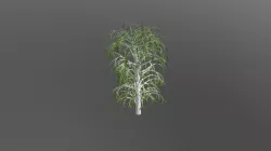 Willow 01