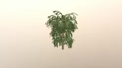 Willow 02
