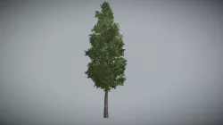 Willow Oak tree