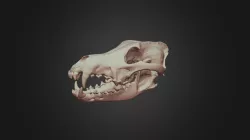 Wolf Skull