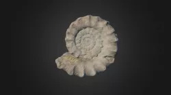 Xipheroceras ziphus