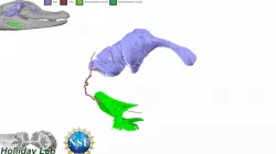 Yearling Alligator CN IX-Innervated Muscles