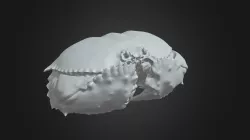 Yellow box / shame-faced crab