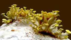Yellow Oyster mushrooms