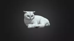 Yinki Loi-cat3