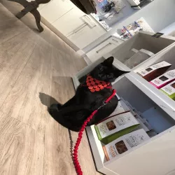 Cat bandanna
