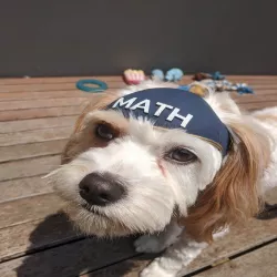Andrew Yang MATH dog hat/helmet