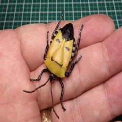 Man-Faced Shield Bug (Catacanthus incarnatus)