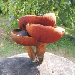 boletus