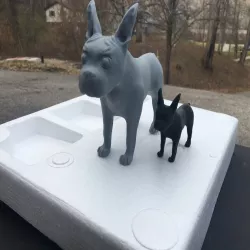 Boston Terrier