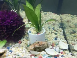 Aqua Plant Pot
