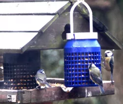 Bird Feeder