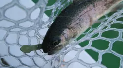 Fishing lure for trout