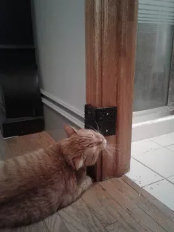 Kitty Nip Corner Scratcher