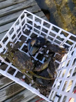 Crab trap